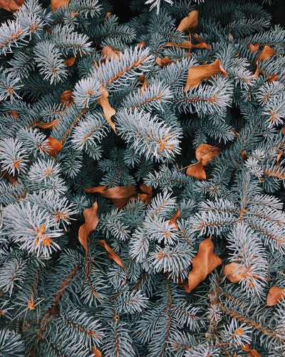 Pine trees and leaves in the winter.