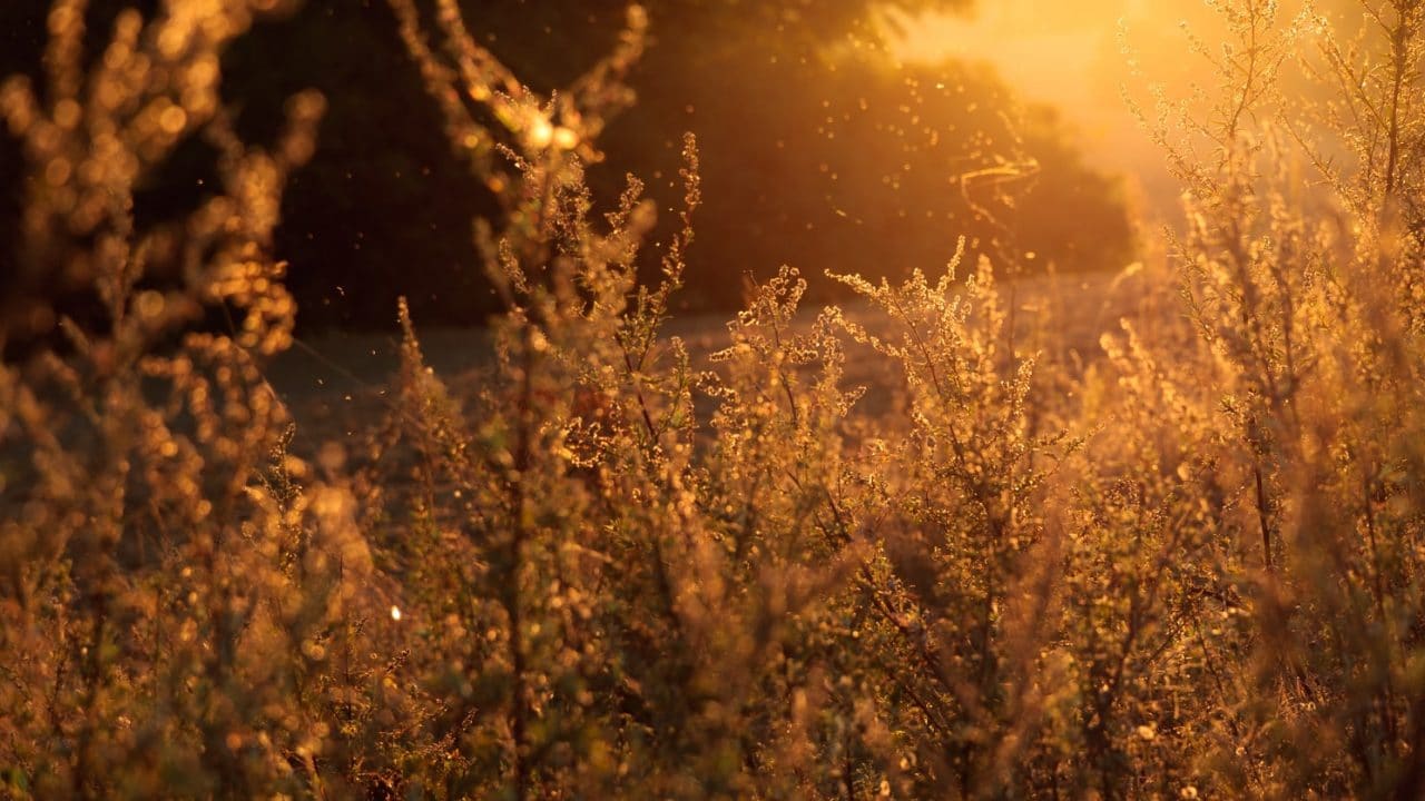 Pollen and plants.