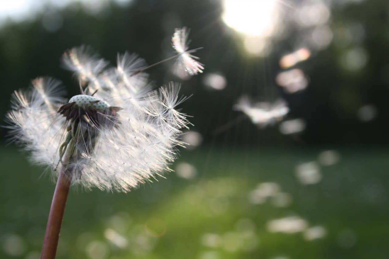Dandelion seeds blowing in the air.