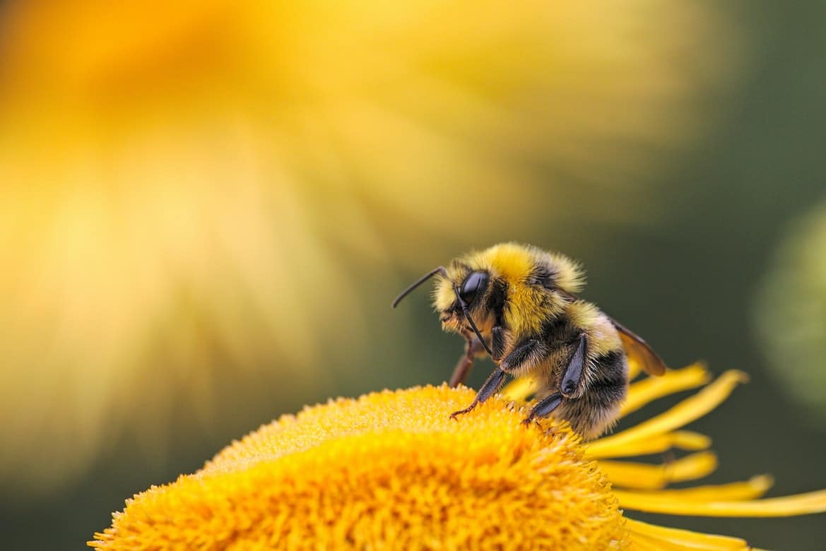 A close-up of a bee on a flower.