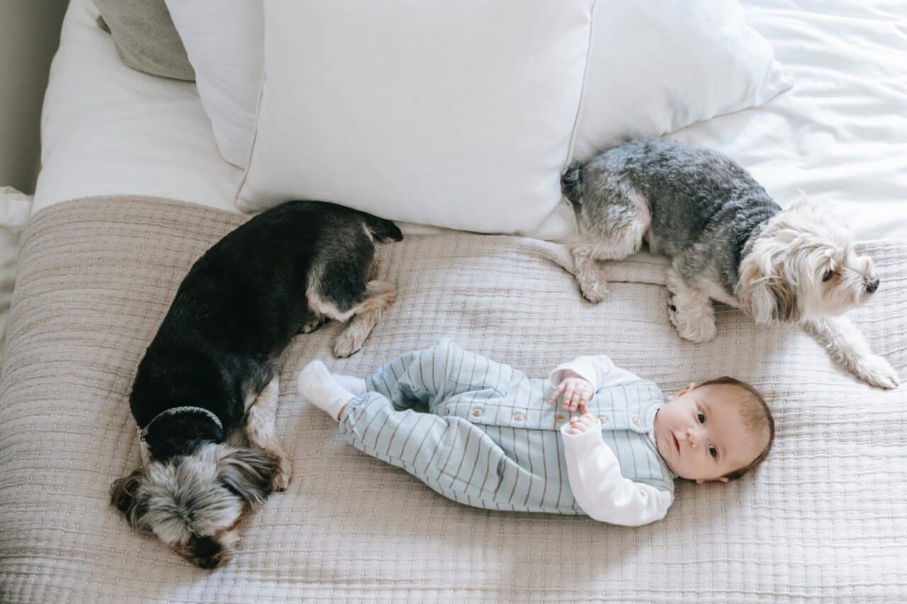 A baby and two small dogs lying in bed.