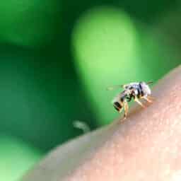 Close up of a bee sitting on someone's arm