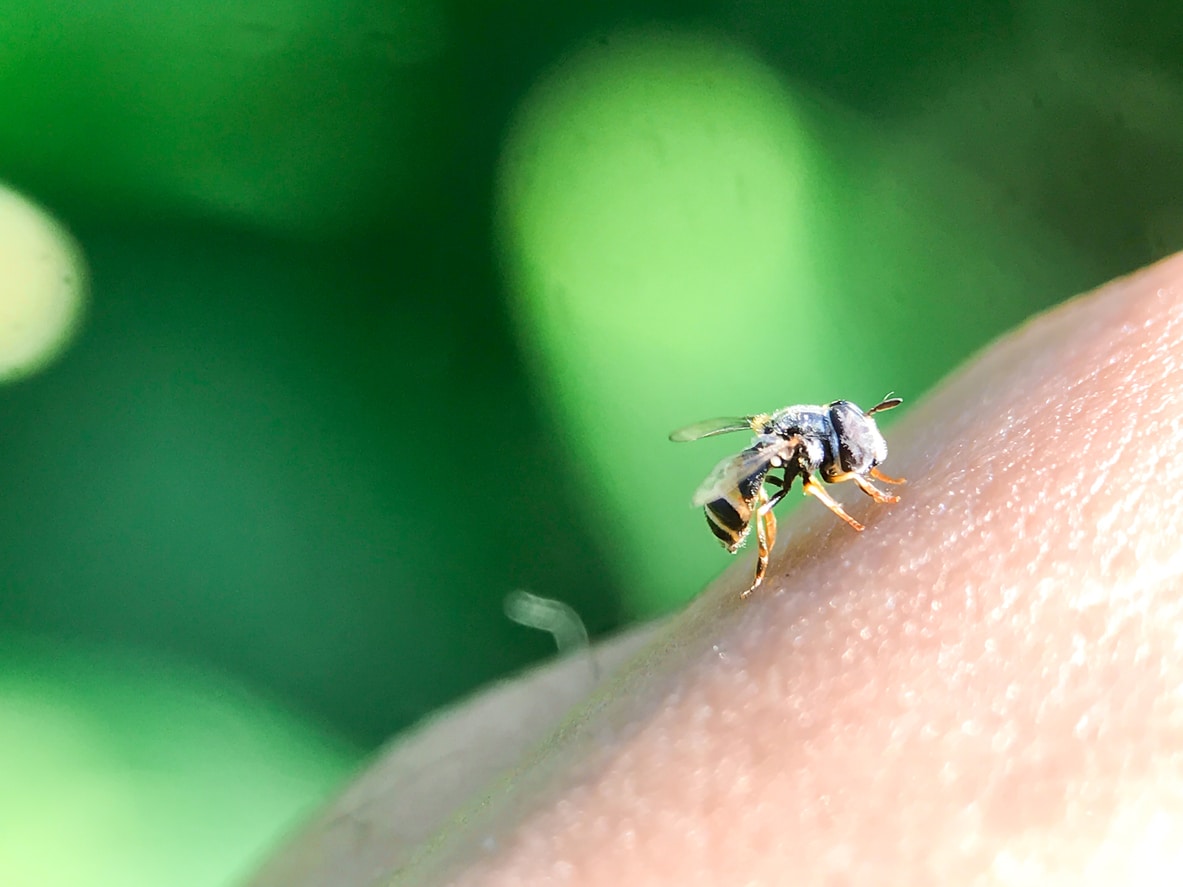 Close up of a bee sitting on someone's arm.